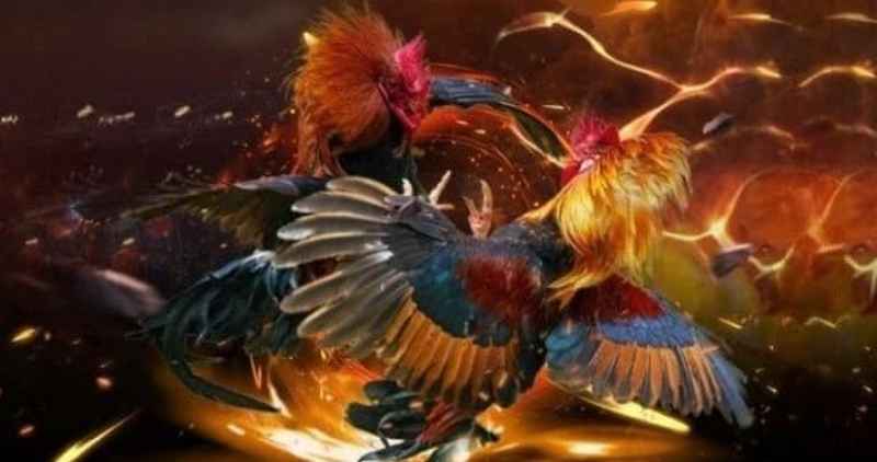 Đá gà VN88: Sân chơi cá cược đá gà trực tuyến uy tín 5 Điểm nổi bật khi tham gia Đá gà VN88