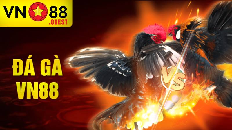 Đá gà VN88: Sân chơi cá cược đá gà trực tuyến uy tín 1 Đá gà VN88